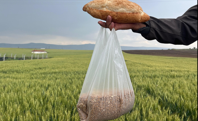 1 kilogram buğdayı 1 ekmek etmiyor