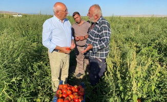 Üretici tarlaya yine dert ekti